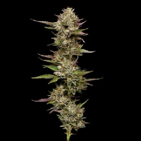 Moon Fog > Humboldt Seed Company